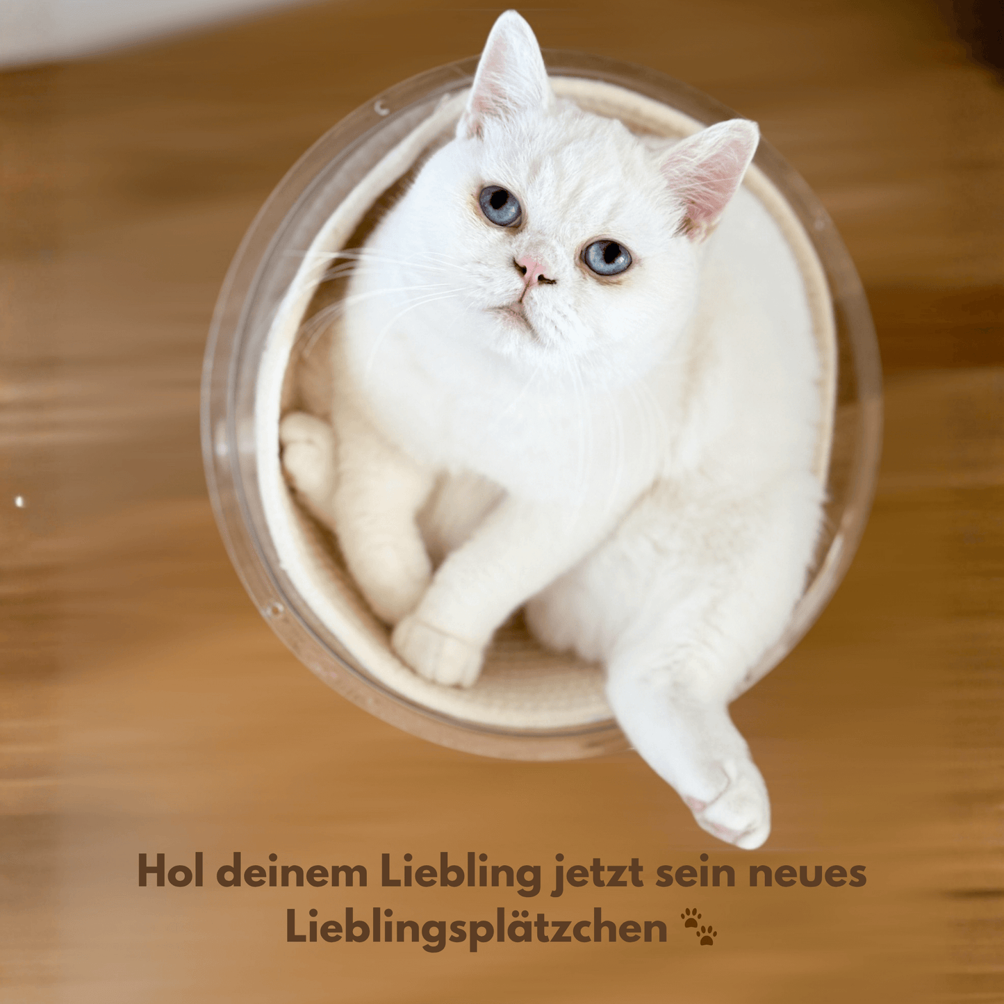 Katzenschale "Minnie’s Lounge"