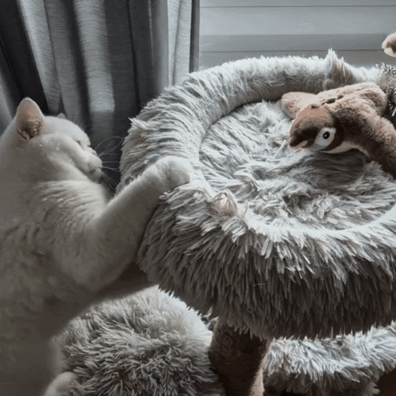 Tweety – für den Tiger in deiner Katze