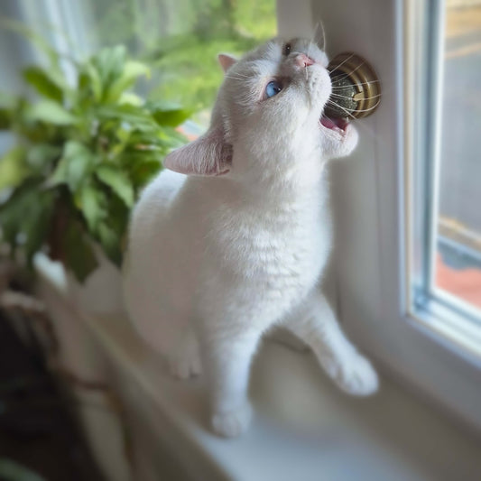 KatzillaRoll