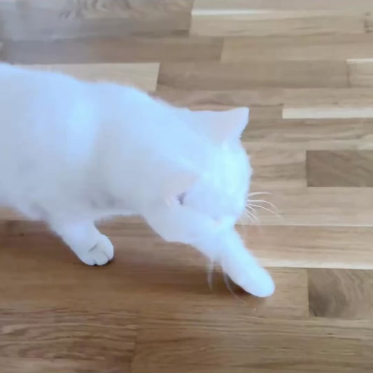 Katzenschale "Minnie’s Lounge"